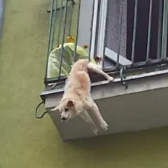 Jak zabezpieczyć balkon przed psem, aby uniknąć niebezpieczeństw?