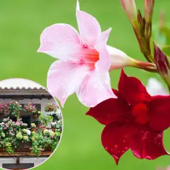 Kiedy wystawić sundaville na balkon, aby uniknąć przymrozków?