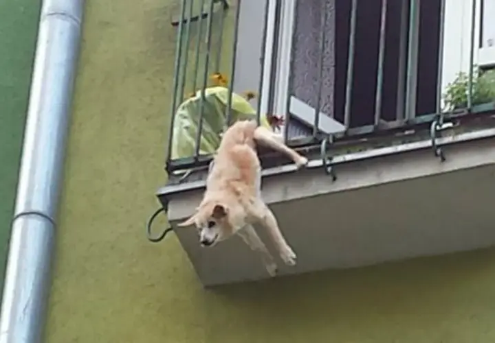 Jak zabezpieczyć balkon przed psem, aby uniknąć niebezpieczeństw?
