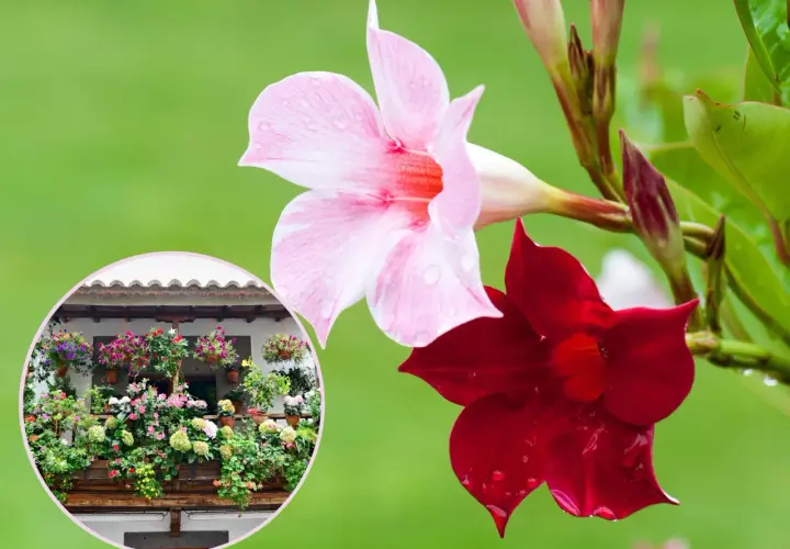 Kiedy wystawić sundaville na balkon, aby uniknąć przymrozków?