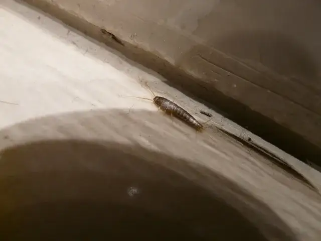 Zdjęcie Skuteczne sposoby na pozbycie się rybików w kuchni - domowe triki